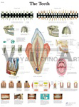 The Teeth - Anatomical Chart